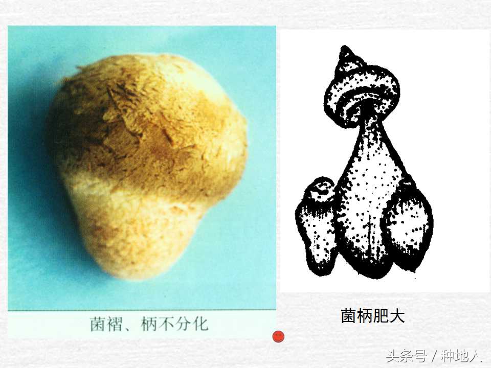 香菇栽培实用技术教案,屋顶香菇栽培