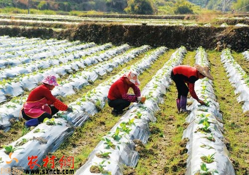 农村创业点子100例,农村创业做什么更挣钱