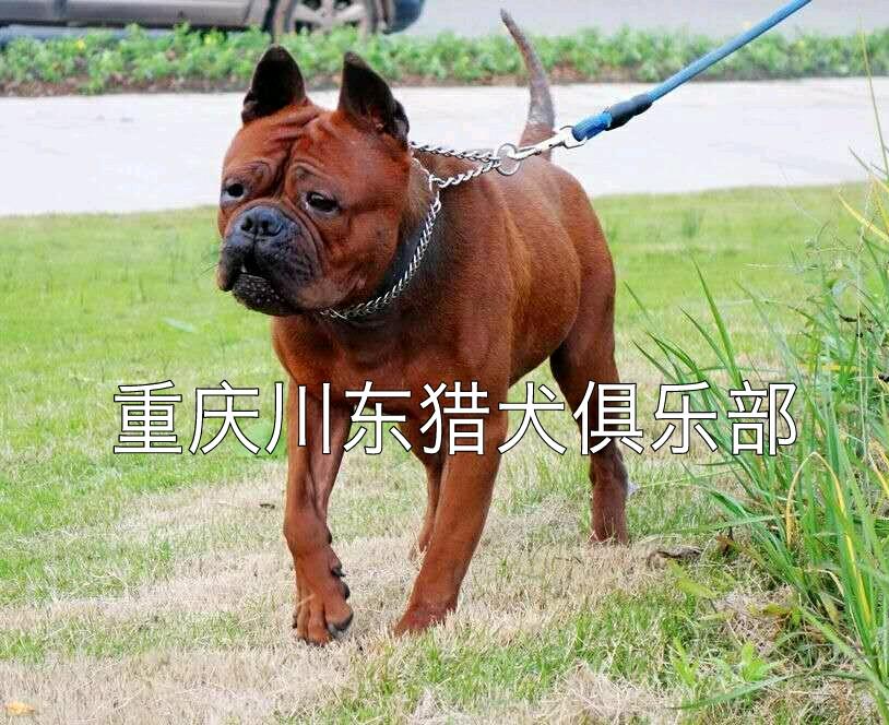 正宗川东猎犬俱乐部,重庆猎犬俱乐部