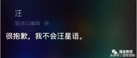 猫咪对着主人喵一声,猫咪对着主人叫但是没声音