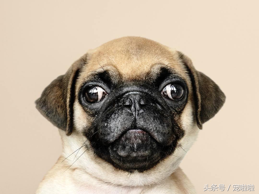 狗狗皮肤病治疗常用药,狗狗常用药必备大全