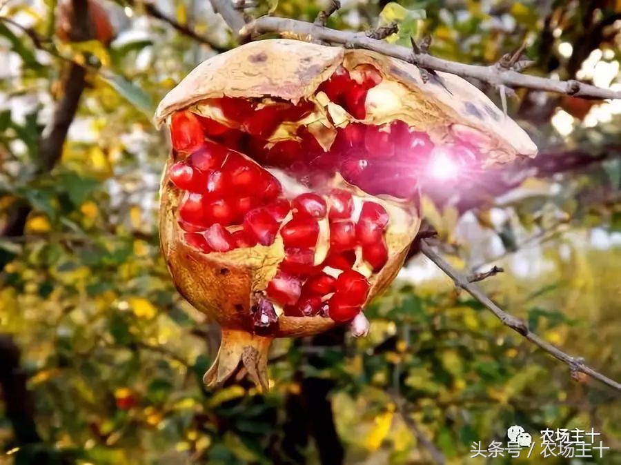 休闲农庄7大盈利模式,休闲农庄有什么前景吗