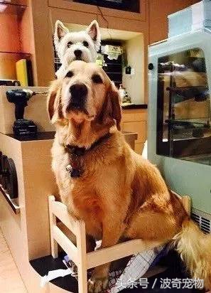 金毛喝醋,金毛喝酸醋