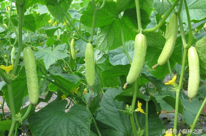 餐桌上常见的本土作物是什么,10种常见的粮食作物