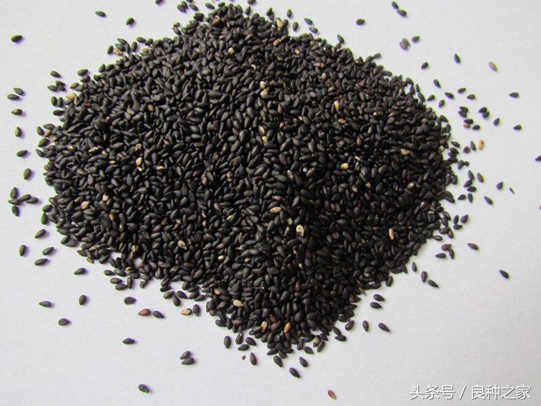 餐桌上常见的本土作物是什么,10种常见的粮食作物