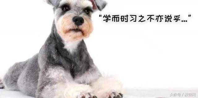 狗狗除了狗粮还可以吃的食物,狗狗除了喂狗粮还可以喂什么