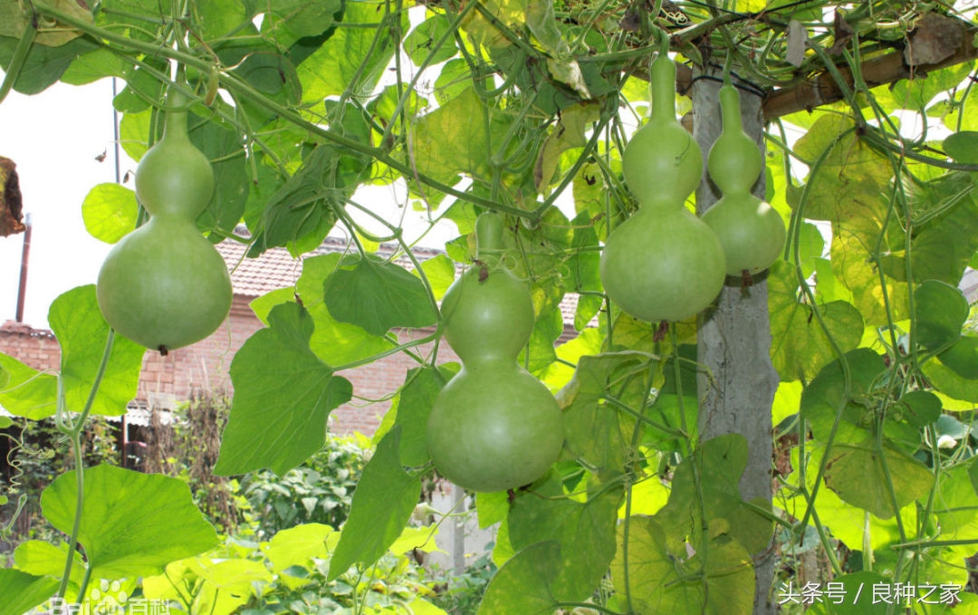餐桌上常见的本土作物是什么,10种常见的粮食作物
