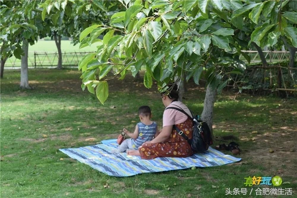 老合肥杏花公园,合肥曾经有两个杏花公园