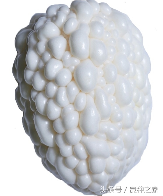 餐桌上常见的本土作物是什么,10种常见的粮食作物