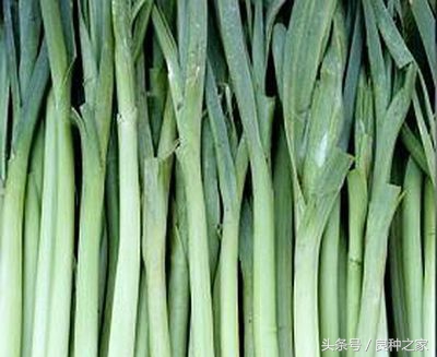 餐桌上常见的本土作物是什么,10种常见的粮食作物