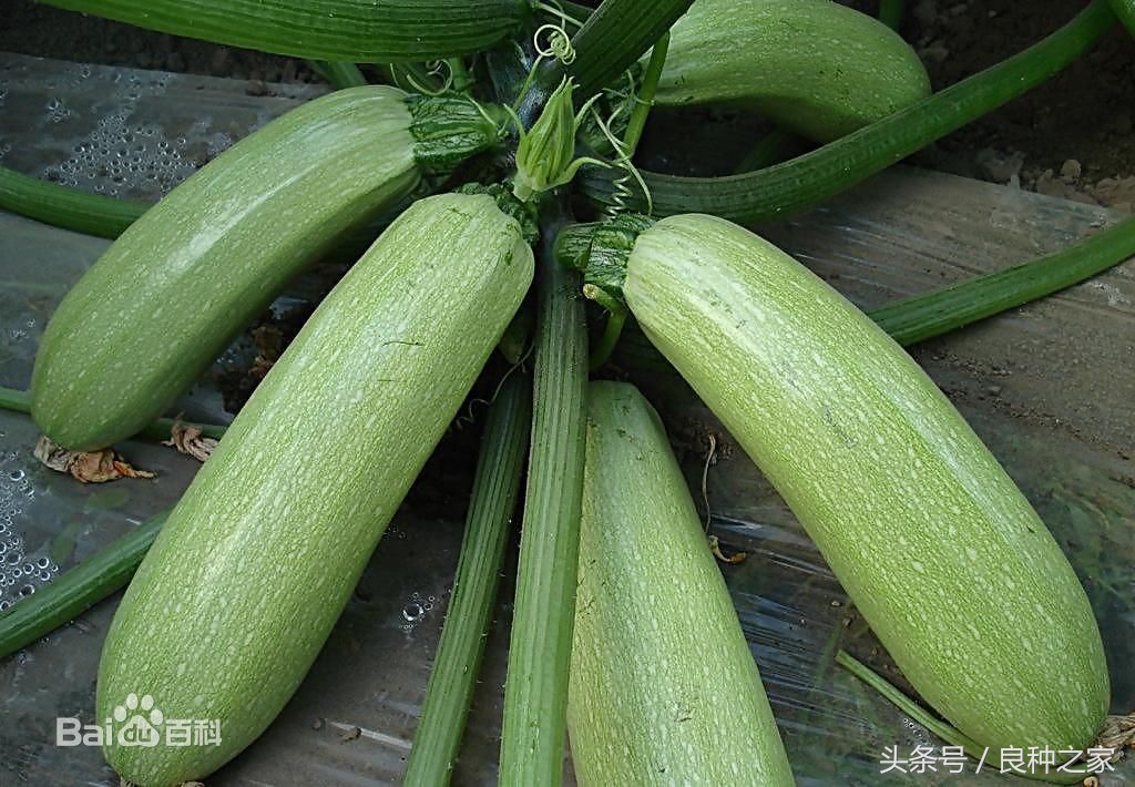 餐桌上常见的本土作物是什么,10种常见的粮食作物