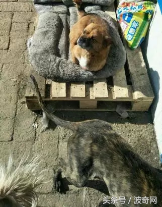 閲戞瘺绗煎瓙閲岀殑娉拌开,閲戞瘺鍜岀憻鐟熷彂鎶栫殑娉拌开