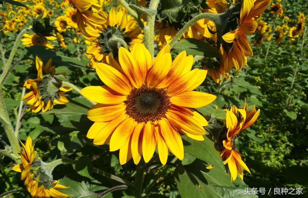 餐桌上常见的本土作物是什么,10种常见的粮食作物