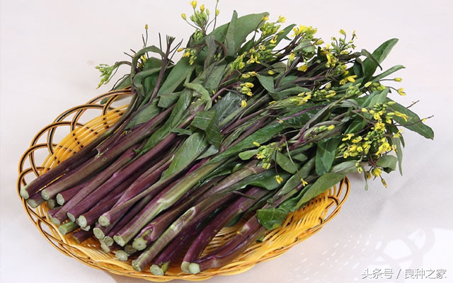 餐桌上常见的本土作物是什么,10种常见的粮食作物