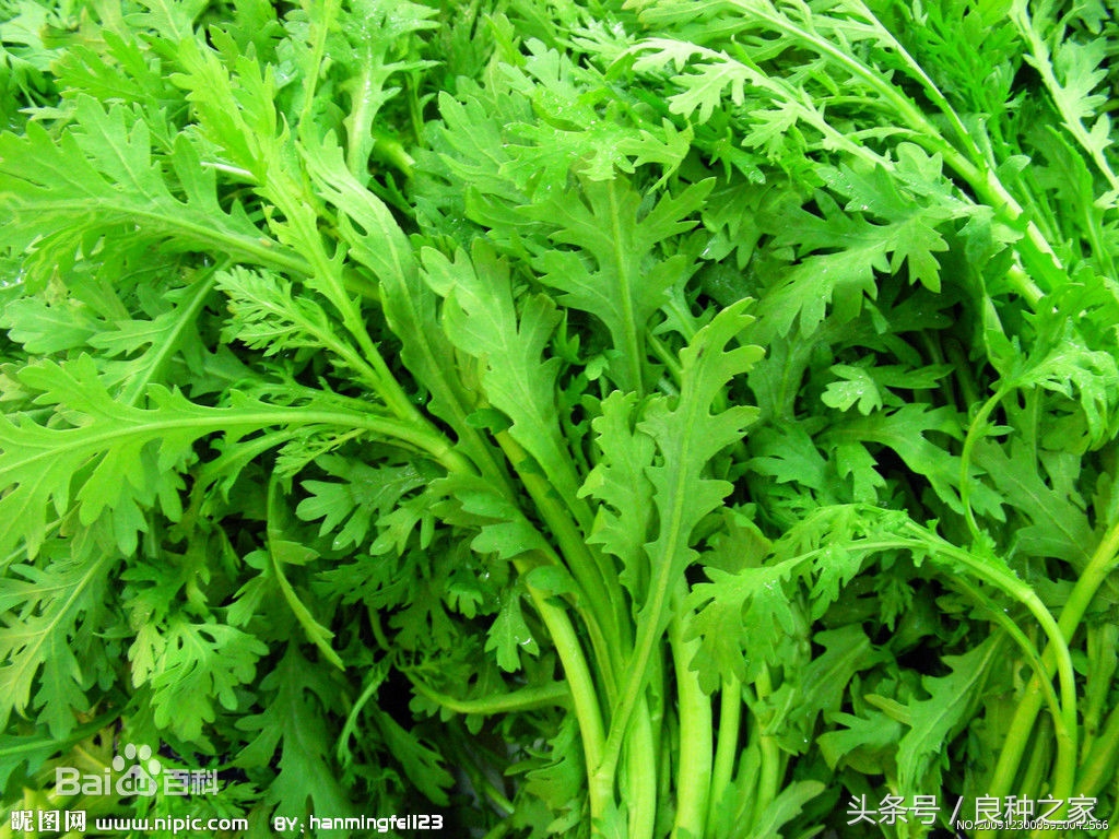 餐桌上常见的本土作物是什么,10种常见的粮食作物