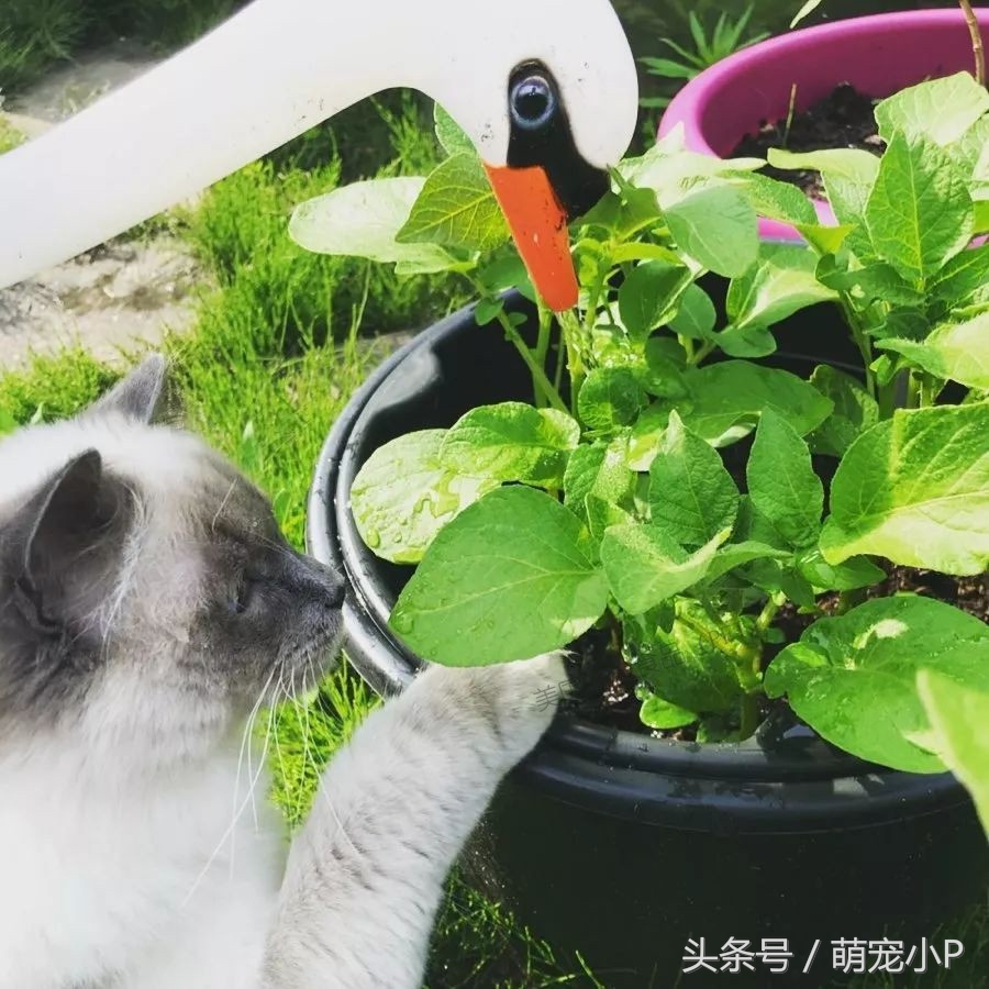 关于猫主子的冷知识和方法,猫主子的护理方法
