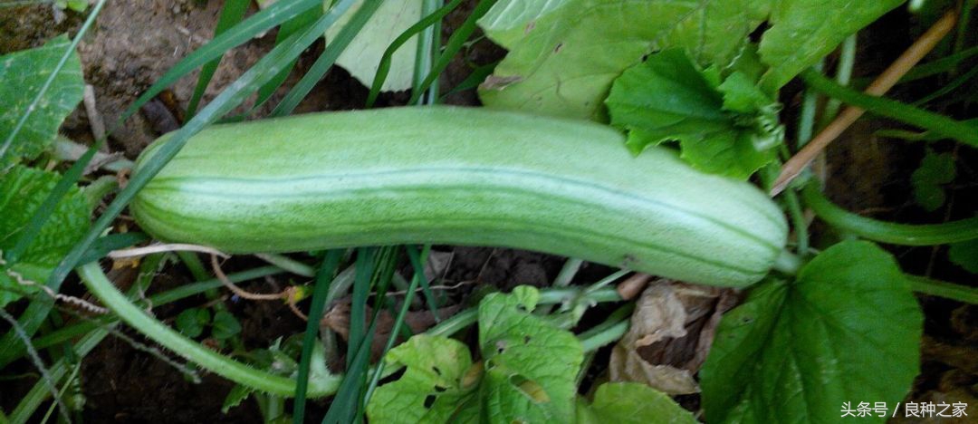 餐桌上常见的本土作物是什么,10种常见的粮食作物