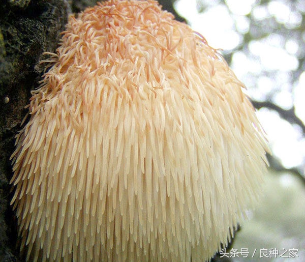 餐桌上常见的本土作物是什么,10种常见的粮食作物