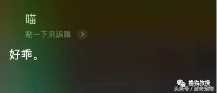 猫咪对着主人喵一声,猫咪对着主人叫但是没声音