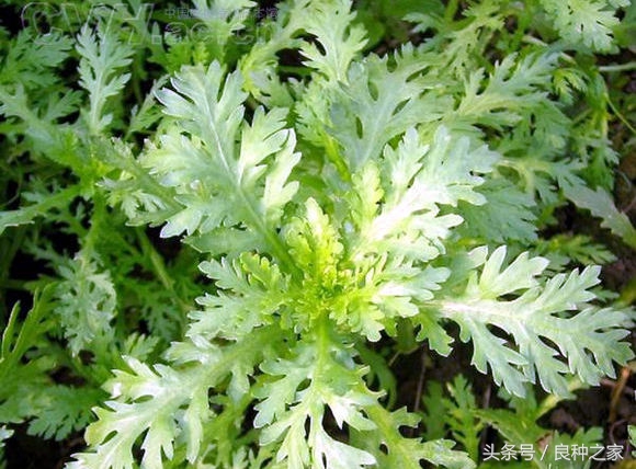 餐桌上常见的本土作物是什么,10种常见的粮食作物