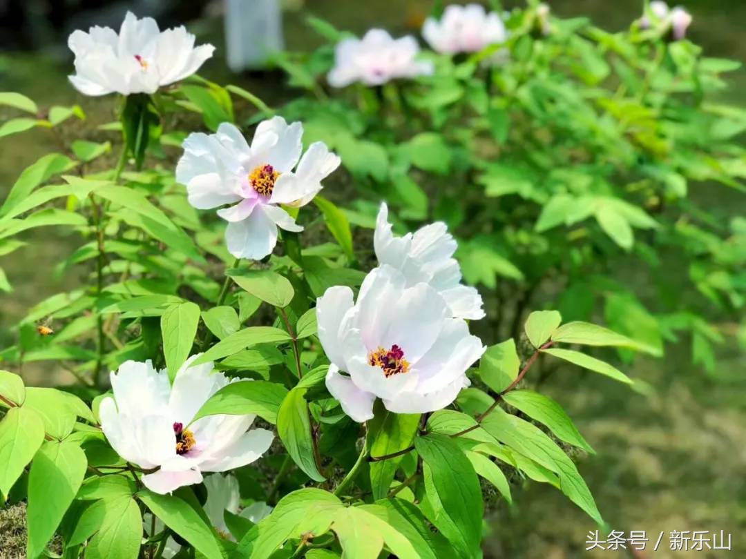 四川乐山最美的春天,乐山的春天有多美