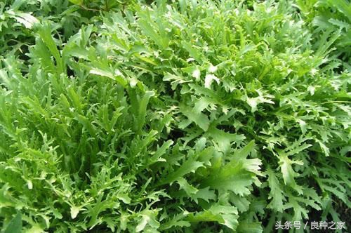 餐桌上常见的本土作物是什么,10种常见的粮食作物