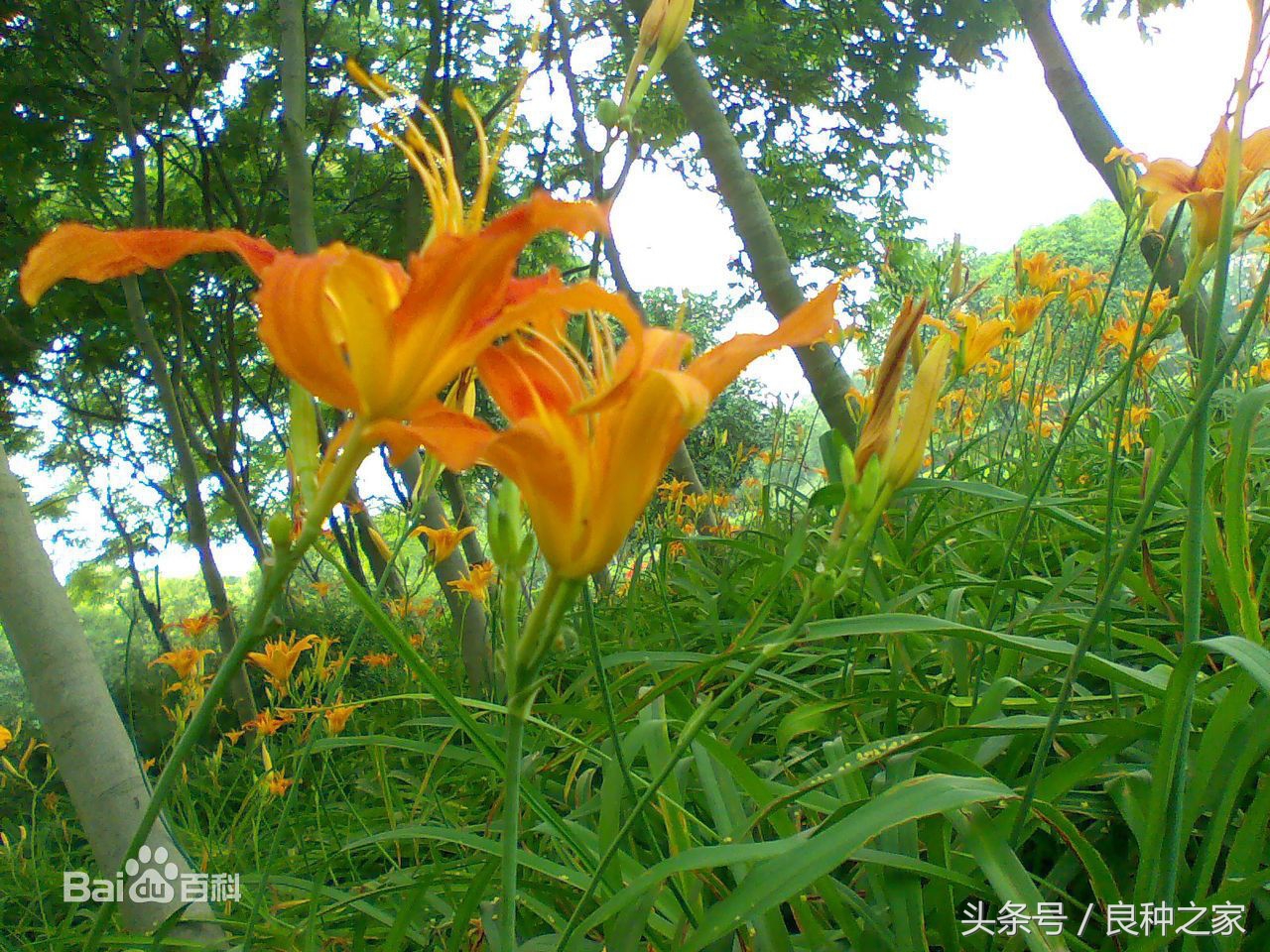 餐桌上常见的本土作物是什么,10种常见的粮食作物