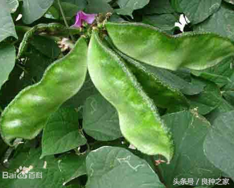 餐桌上常见的本土作物是什么,10种常见的粮食作物