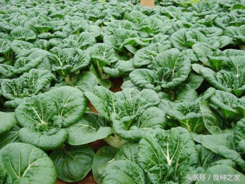 餐桌上常见的本土作物是什么,10种常见的粮食作物