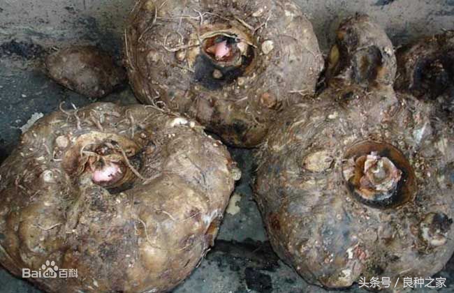 餐桌上常见的本土作物是什么,10种常见的粮食作物