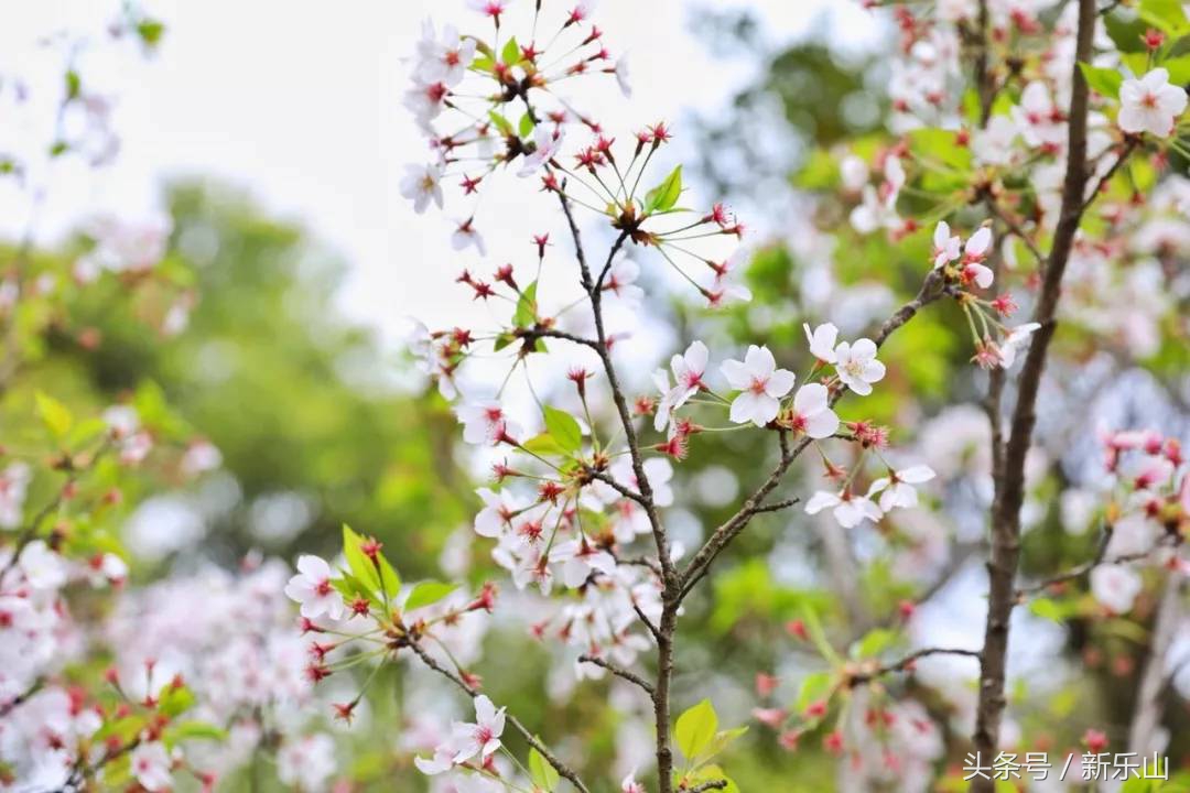 四川乐山最美的春天,乐山的春天有多美