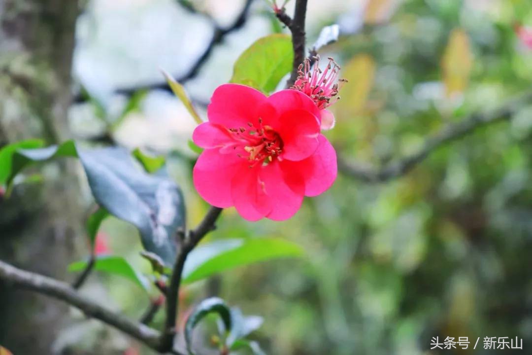 四川乐山最美的春天,乐山的春天有多美