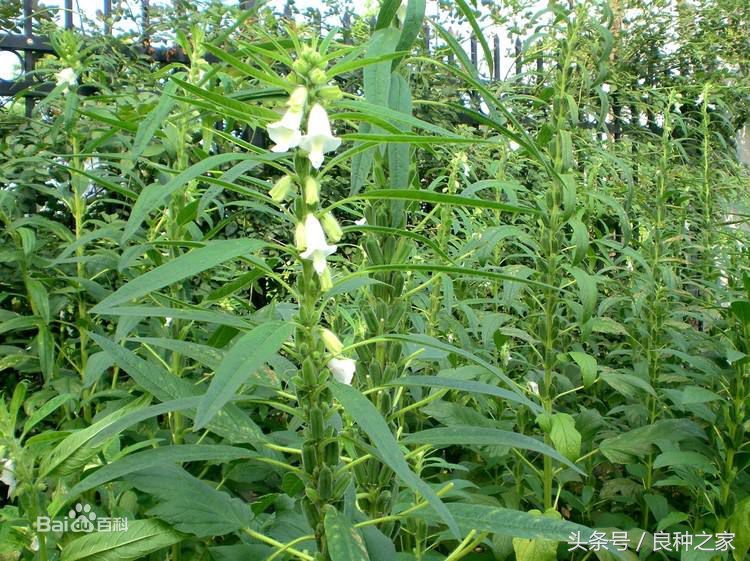 餐桌上常见的本土作物是什么,10种常见的粮食作物