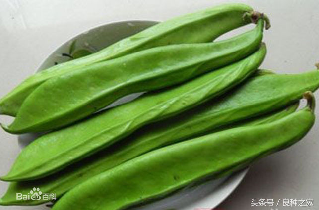 餐桌上常见的本土作物是什么,10种常见的粮食作物