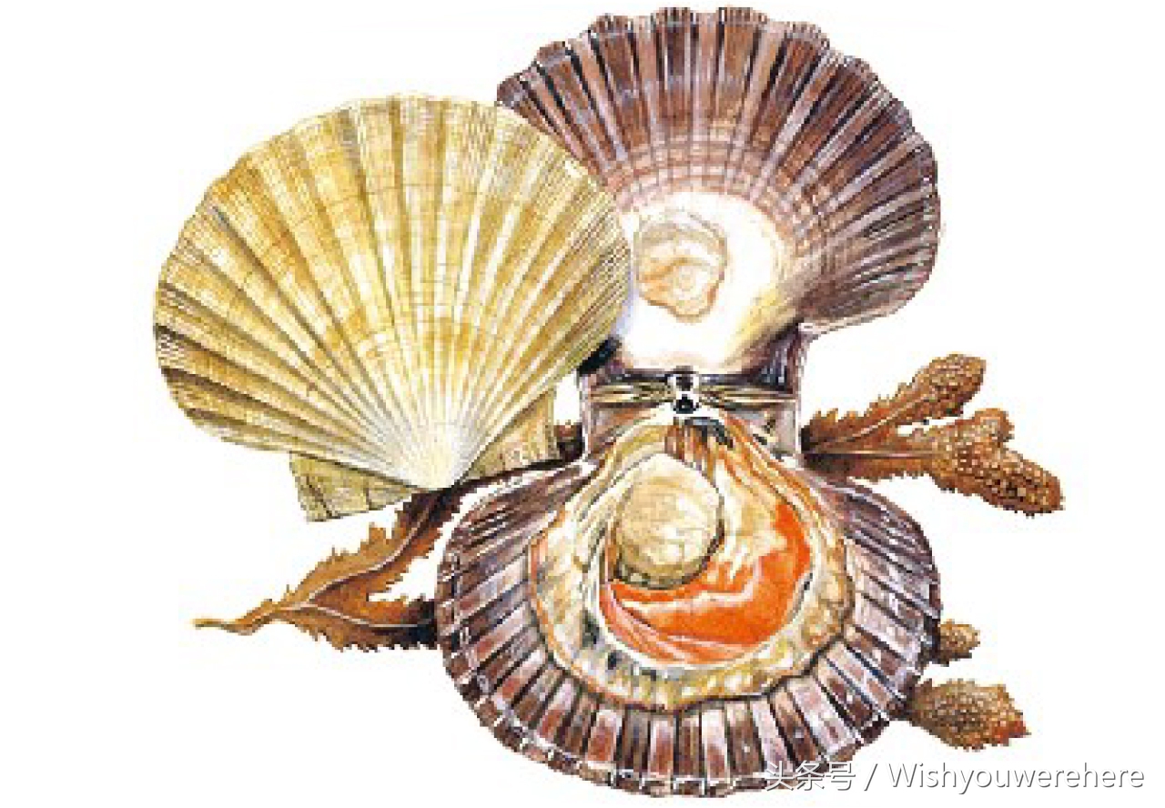 海鲜指南挪威,挪威美食海鲜大餐