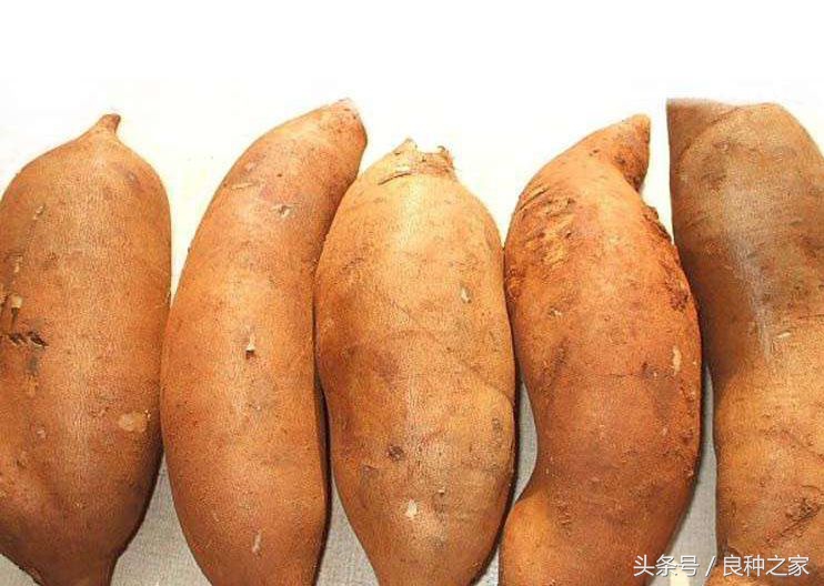 餐桌上常见的本土作物是什么,10种常见的粮食作物