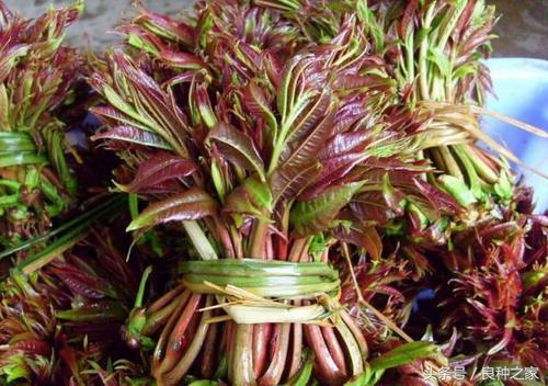 餐桌上常见的本土作物是什么,10种常见的粮食作物