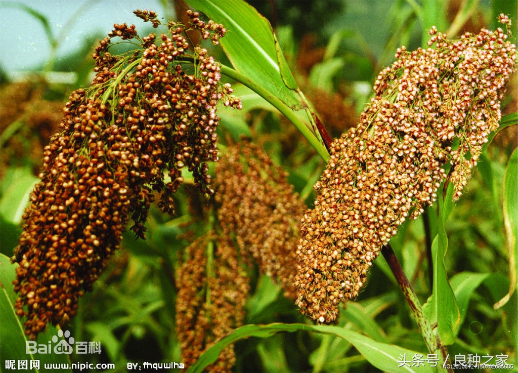 餐桌上常见的本土作物是什么,10种常见的粮食作物