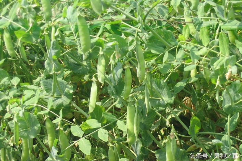 餐桌上常见的本土作物是什么,10种常见的粮食作物