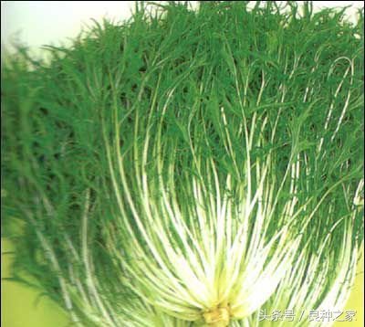 餐桌上常见的本土作物是什么,10种常见的粮食作物