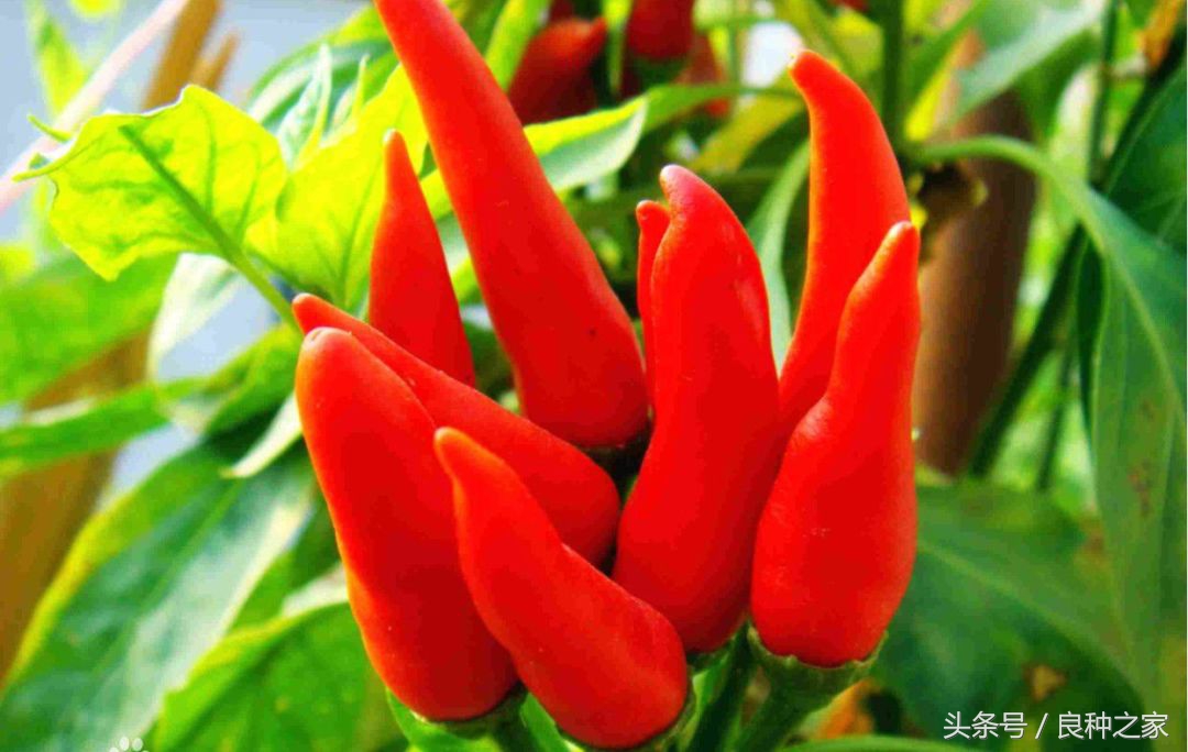 餐桌上常见的本土作物是什么,10种常见的粮食作物