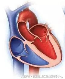 心脏支架说明书,这份通俗易懂的心脏说明书请收好