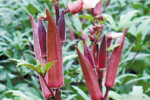 餐桌上常见的本土作物是什么,10种常见的粮食作物