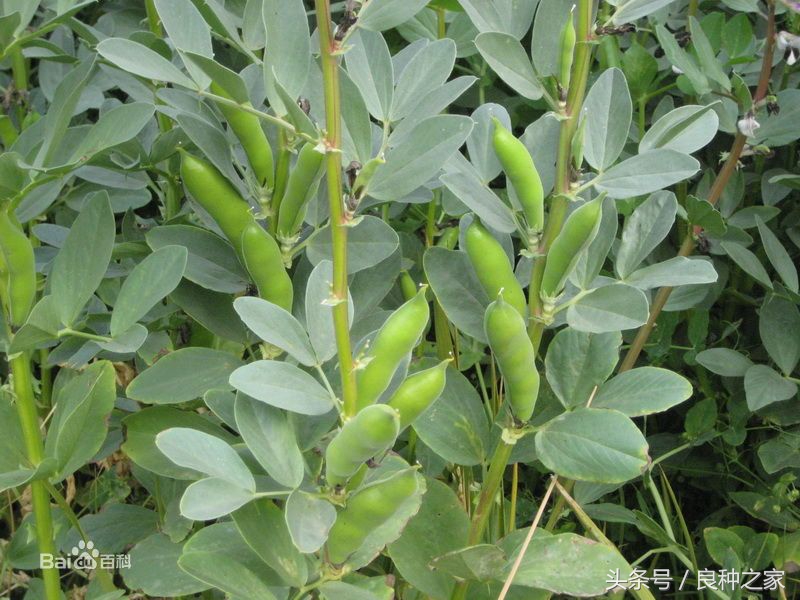 餐桌上常见的本土作物是什么,10种常见的粮食作物