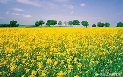餐桌上常见的本土作物是什么,10种常见的粮食作物