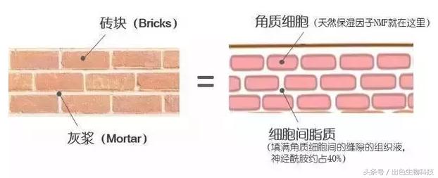 酵母活肤精华是什么牌子,活肤酵母精华
