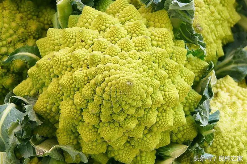 餐桌上常见的本土作物是什么,10种常见的粮食作物