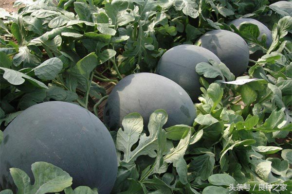 餐桌上常见的本土作物是什么,10种常见的粮食作物