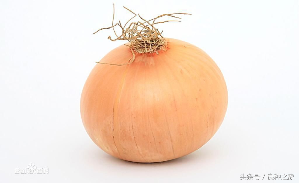 餐桌上常见的本土作物是什么,10种常见的粮食作物