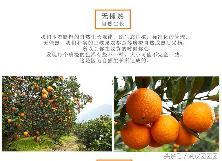 秭归伦晚,正宗秭归伦晚产品介绍